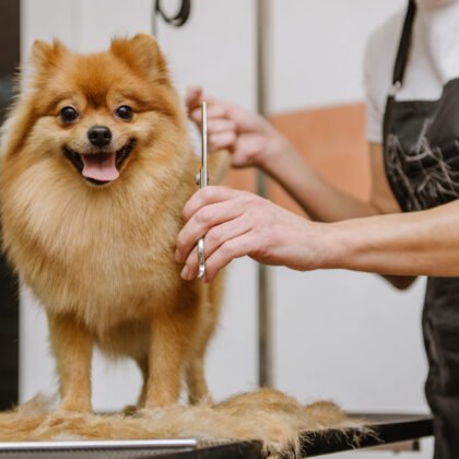 Curso de Banho e Tosa: Ingressando no Lucrativo Mercado Pet